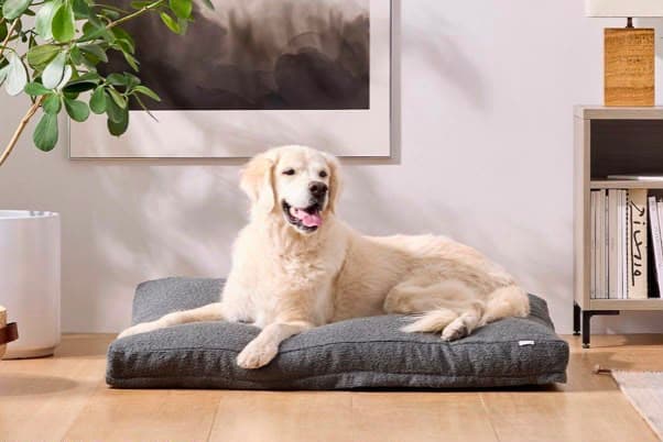 A golden retriever resting on an orthopedic memory foam bed at home