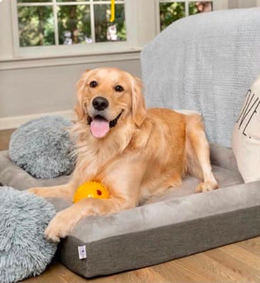 A golden retriever playing with an enrichment toy on a bolster bed