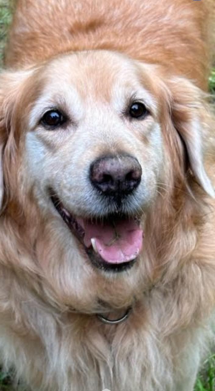 A happy golden retriever cared for through PetZu